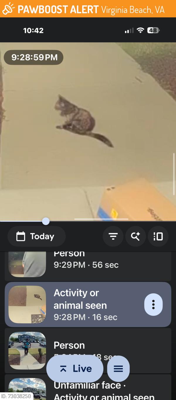 Found/Stray Unknown Cat last seen Spence Crossing, Virginia Beach, VA 23456