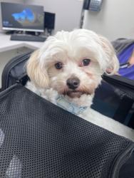 Found/Stray Female Dog last seen Fulcher Ave, Los Angeles, CA 91601