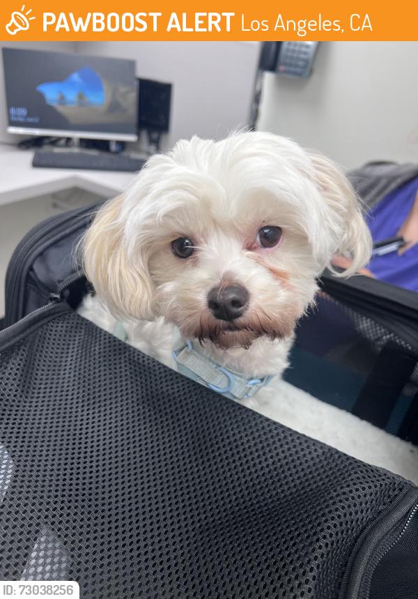 Found/Stray Female Dog last seen Fulcher Ave, Los Angeles, CA 91601
