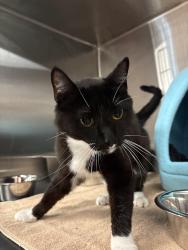 Found/Stray Female Cat last seen VEG ER for pets Burlington, VT, South Burlington, VT 05403
