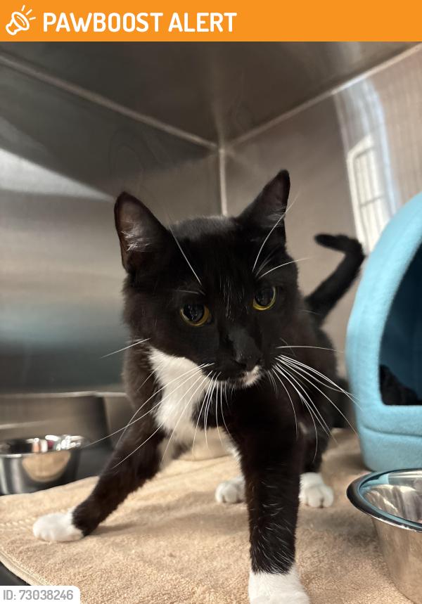 Found/Stray Female Cat last seen VEG ER for pets Burlington, VT, South Burlington, VT 05403