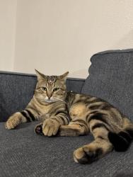 Lost Male Cat last seen Quill , San Antonio, TX 78228