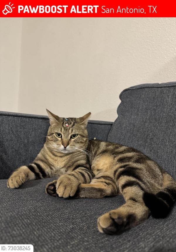 Lost Male Cat last seen Quill , San Antonio, TX 78228
