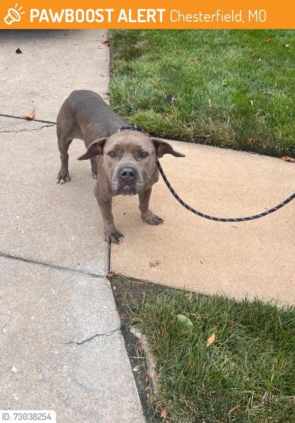 Found/Stray Female Dog last seen Chesterfield Manor Dr, Chesterfield, MO 63005
