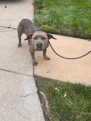 Found/Stray Female Dog last seen Chesterfield Manor Dr, Chesterfield, MO 63005
