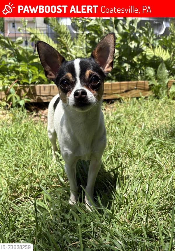 Lost Male Dog last seen 13th and stirling, Coatesville, PA 19320