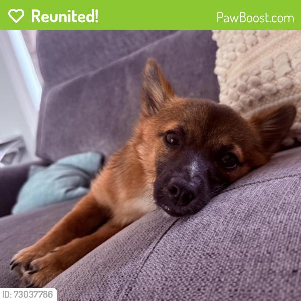 Reunited Male Dog last seen East Mount Kirk, Eagleville, PA 19403