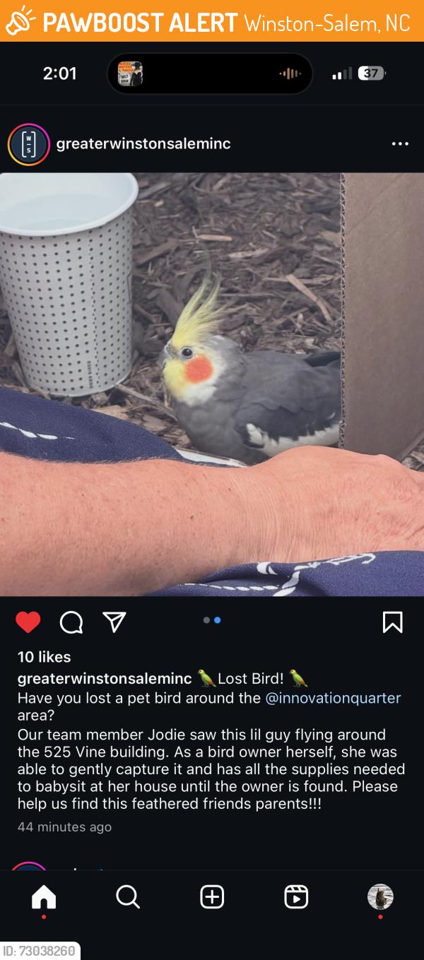 Found/Stray Male Bird last seen Innovation quarters, Winston-Salem, NC 27101