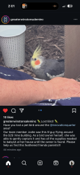 Found/Stray Male Bird last seen Innovation quarters, Winston-Salem, NC 27101