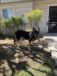 Found/Stray Female Dog last seen Sunnyside shields, Fresno, CA 93727
