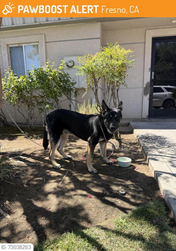 Found/Stray Female Dog last seen Sunnyside shields, Fresno, CA 93727