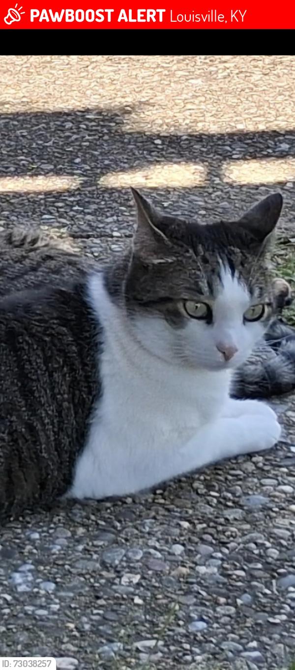 Lost Female Cat last seen Crums lane, Louisville, KY 40215