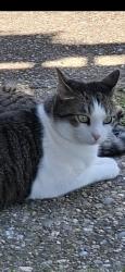 Lost Female Cat last seen Crums lane, Louisville, KY 40215