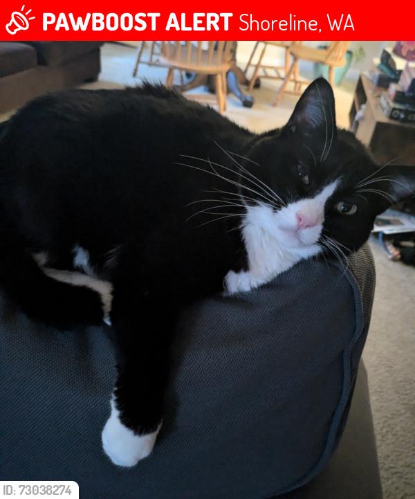 Lost Female Cat last seen N Park Ave N, Shoreline, WA 98133