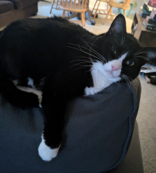 Lost Female Cat last seen N Park Ave N, Shoreline, WA 98133
