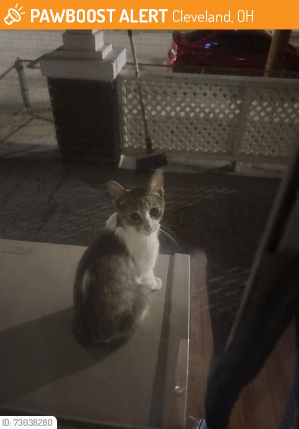 Found/Stray Female Cat last seen Addison rd, Cleveland, OH 44103