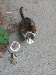 Reunited Unknown Cat last seen Rutland and Winthrop, Brooklyn, NY 11212