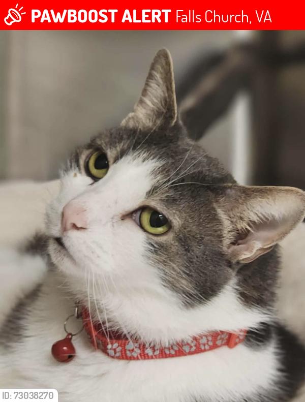 Lost Male Cat last seen Hillside between Friden and Pimmit, Falls Church, VA 22043