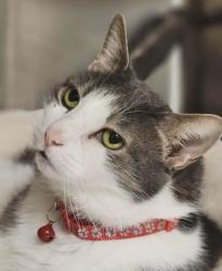Lost Male Cat last seen Hillside between Friden and Pimmit, Falls Church, VA 22043