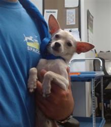Shelter Stray Male Dog last seen Near BLK OF CLAY ST, 1419 Bryant St, San Francisco, CA 94103, USA