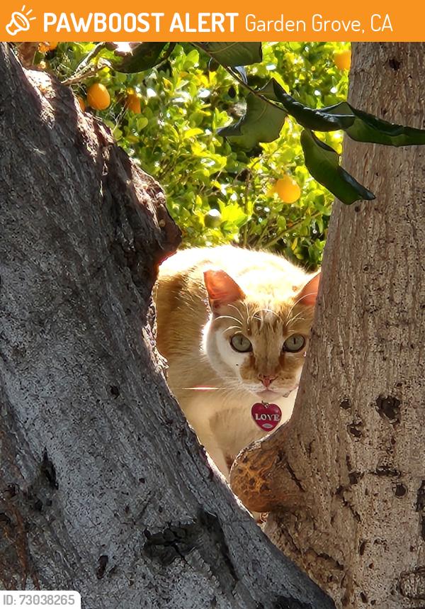 Found/Stray Unknown Cat last seen Lampson and Volkwood, Garden Grove, CA 92841