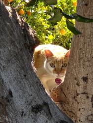 Found/Stray Unknown Cat last seen Lampson and Volkwood, Garden Grove, CA 92841