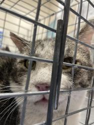 Shelter Stray Male Cat last seen Near BLOCK S VALLEY VIEW BLVD, LAS VEGAS NV 89102, 655 N Mojave Rd, Las Vegas, NV 89101, USA