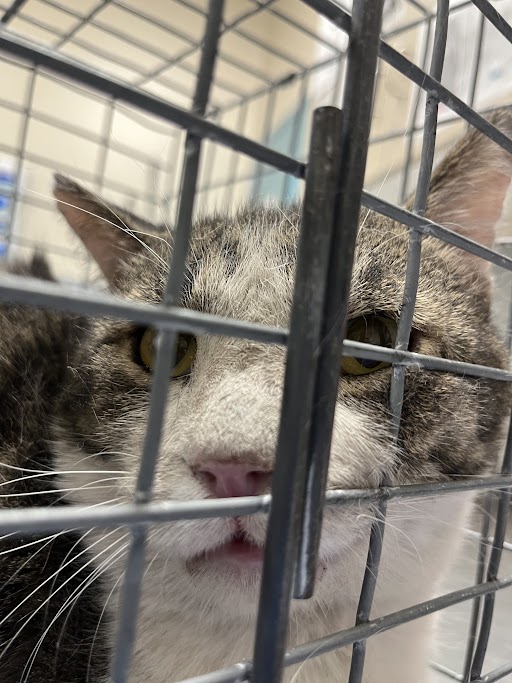 Shelter Stray Male Cat last seen Near BLOCK S VALLEY VIEW BLVD, LAS VEGAS NV 89102, 655 N Mojave Rd, Las Vegas, NV 89101, USA