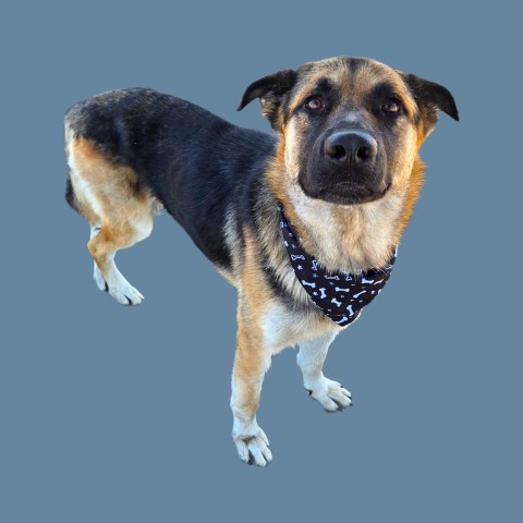 Shelter Stray Male Dog last seen Near BLOCK GOLDEN DR, BAKERSFIELD CA 93306, 3951 Fruitvale Ave, Bakersfield, CA 93308, USA