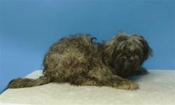 Shelter Stray Male Dog last seen , 216 W Victoria St, Gardena, CA 90248, USA