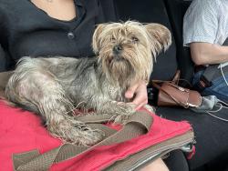 Found/Stray Female Dog last seen South of Pawnee, off Webb Rd, Wichita, KS 67210