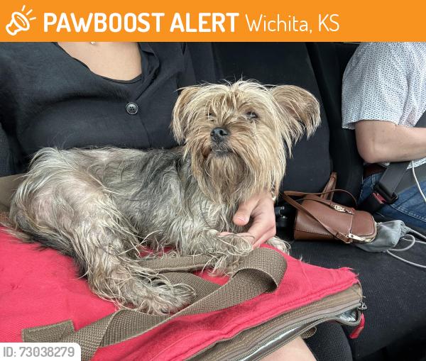 Found/Stray Female Dog last seen South of Pawnee, off Webb Rd, Wichita, KS 67210