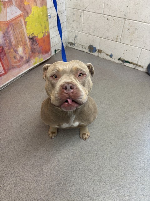 Shelter Stray Female Dog last seen UNIVERSITY X KENDALL, 333 Chandler Pl, San Bernardino, CA 92408, USA