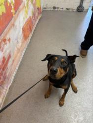 Shelter Stray Male Dog last seen Near BLOCK W AGUA MANSA, 333 Chandler Pl, San Bernardino, CA 92408, USA