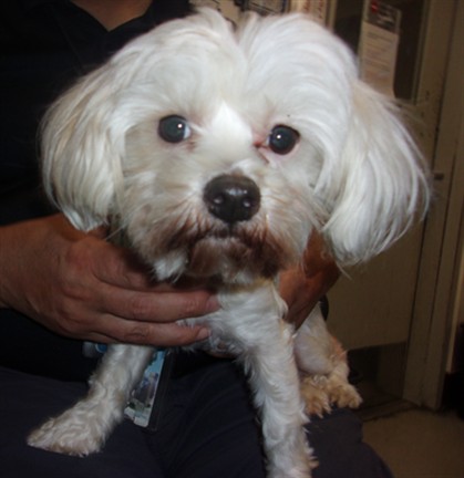 Shelter Stray Female Dog last seen , 14409 Vanowen St, Van Nuys, CA 91405, USA
