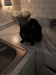 Found/Stray Male Cat last seen Peoria and East Harvard Ave, Aurora, CO 80014