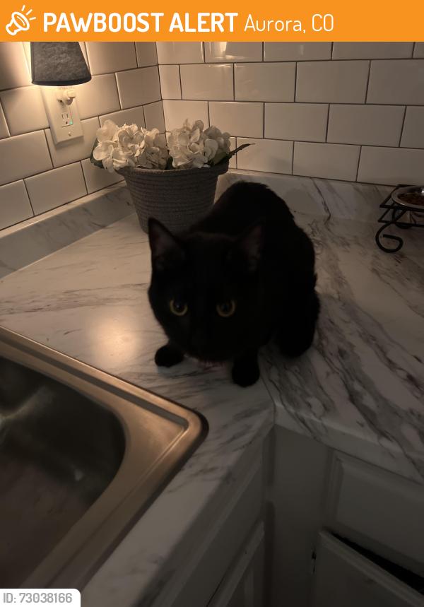 Found/Stray Male Cat last seen Peoria and East Harvard Ave, Aurora, CO 80014