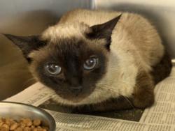 Shelter Stray Female Cat last seen , 1850 W 60th St, Los Angeles, CA 90047, USA