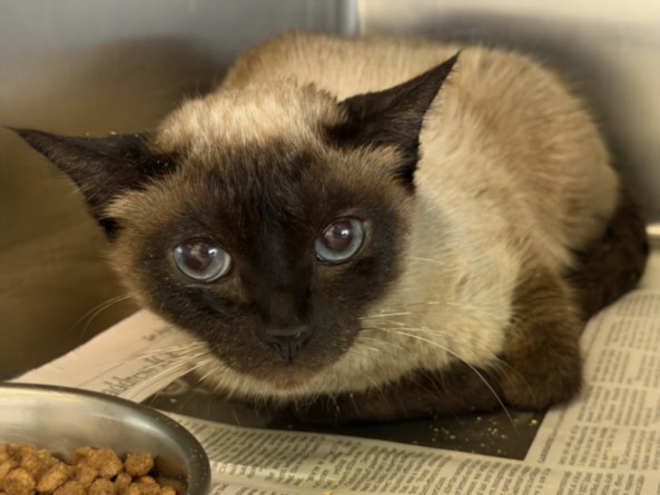 Shelter Stray Female Cat last seen , 1850 W 60th St, Los Angeles, CA 90047, USA