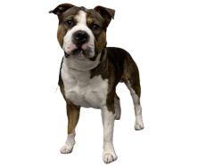 Shelter Stray Male Dog last seen , 3201 Lacy St, Los Angeles, CA 90031, USA