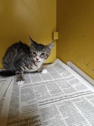 Shelter Stray Female Cat last seen , 3201 Lacy St, Los Angeles, CA 90031, USA