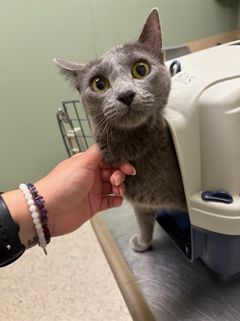 Shelter Stray Female Cat last seen Near BLOCK MILKY WAY, 12155 Park Blvd, Brighton, CO 80601, USA