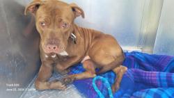 Shelter Stray Male Dog last seen Near BLOCK E 8 MILE RD, DETROIT, MI, 48205, 7401 Chrysler Dr, Detroit, MI 48211, USA