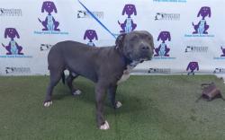 Shelter Stray Male Dog last seen , 2769 Conroy Rd, Orlando, FL 32839, USA