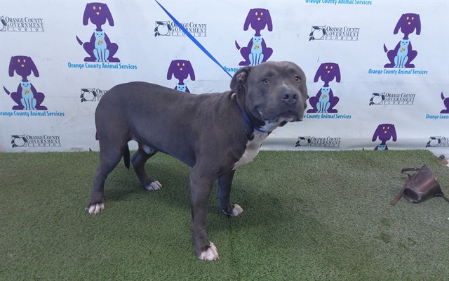 Shelter Stray Male Dog last seen , 2769 Conroy Rd, Orlando, FL 32839, USA