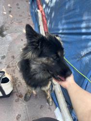 Found/Stray Male Dog last seen Reynolds ave and Raynol st Los angeles, Los Angeles, CA 90032