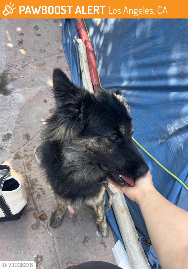 Found/Stray Male Dog last seen Reynolds ave and Raynol st Los angeles, Los Angeles, CA 90032