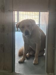 Shelter Stray Unknown Dog last seen JAMBOREE/CAMPUS DR, 6443 Oak Canyon, Irvine, CA 92618, USA