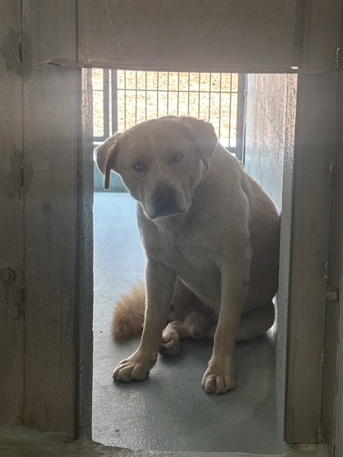Shelter Stray Unknown Dog last seen JAMBOREE/CAMPUS DR, 6443 Oak Canyon, Irvine, CA 92618, USA