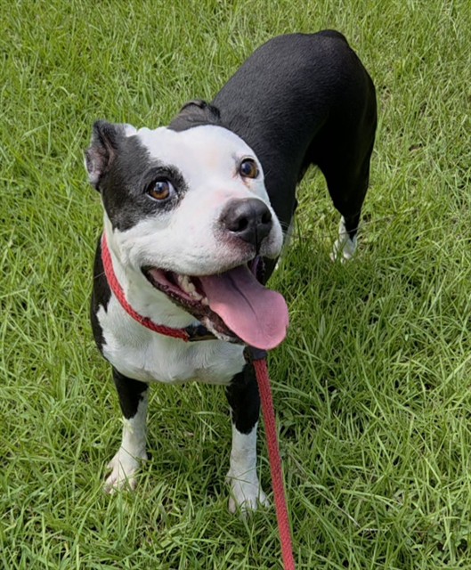 Shelter Stray Female Dog last seen Near BLOCK PINES BLVD, PEMBROKE PINES FL 33024, 2400 SW 42nd St, Fort Lauderdale, FL 33312, USA